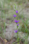 Prairie Venus' looking-glass